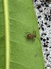 Helopeltis
