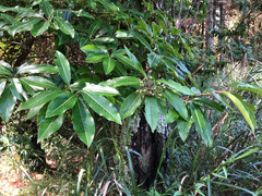 Photinia niitakayamensis