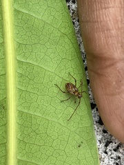 Helopeltis
