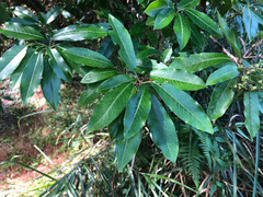 Photinia niitakayamensis