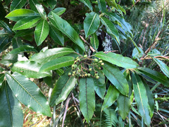 Photinia niitakayamensis