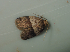 Eugoa bipuncta