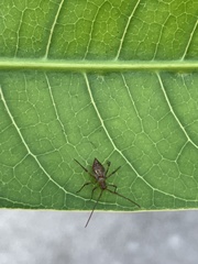 Helopeltis