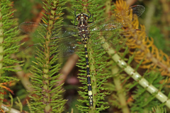 Synthemis eustalacta