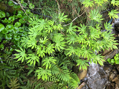 Fatsia polycarpa