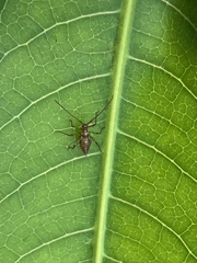 Helopeltis