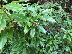 Photinia niitakayamensis