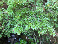 Photinia niitakayamensis