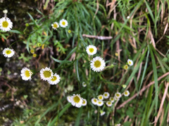 Erigeron morrisonensis fukuyamae