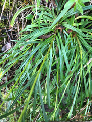 Erigeron morrisonensis fukuyamae