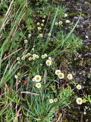 Erigeron morrisonensis fukuyamae