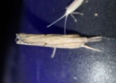 Fissicrambus mutabilis