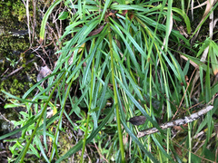 Erigeron morrisonensis fukuyamae
