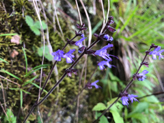 Salvia japonica