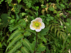 Eriocapitella vitifolia