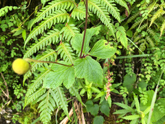 Eriocapitella vitifolia