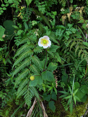 Eriocapitella vitifolia