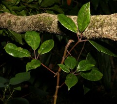 Cissus hypoglauca