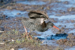 Rallus caerulescens