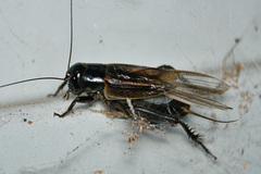 Teleogryllus commodus