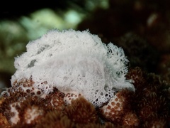 Tritoniopsis elegans