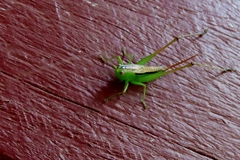 Conocephalus semivittatus