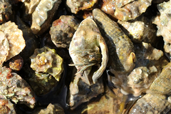 Clibanarius taeniatus