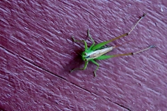 Conocephalus semivittatus