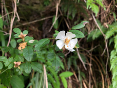 Rosa pricei