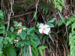 Rosa pricei