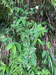 Rosa pricei