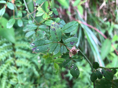 Rosa pricei