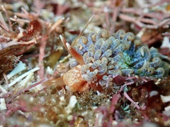 Spurilla braziliana