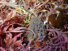 Spurilla braziliana