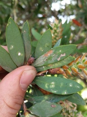 Pseudaulacaspis eugeniae