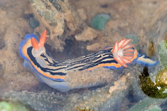 Hypselodoris maritima