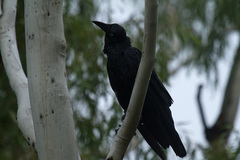 Corvus coronoides