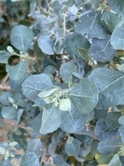 Atriplex halimus