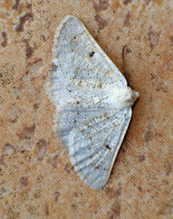 Dyscia fagaria