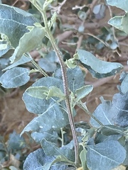 Atriplex halimus