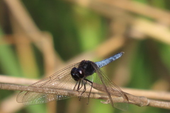 Crocothemis nigrifrons