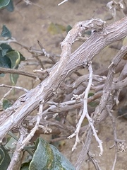 Atriplex halimus
