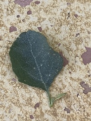 Atriplex halimus