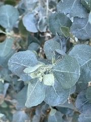 Atriplex halimus