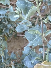 Atriplex halimus