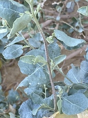 Atriplex halimus