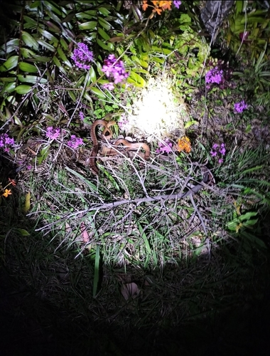 Brown Tree Snake sighting