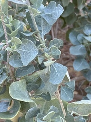 Atriplex halimus