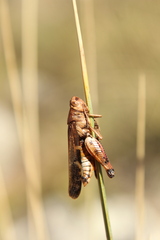 Entomophaga grylli