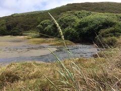 Leymus mollis mollis